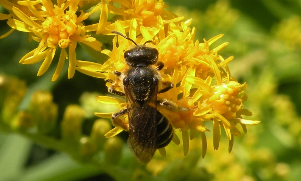 femmine di Andrena sp. e Apidae Halictinae